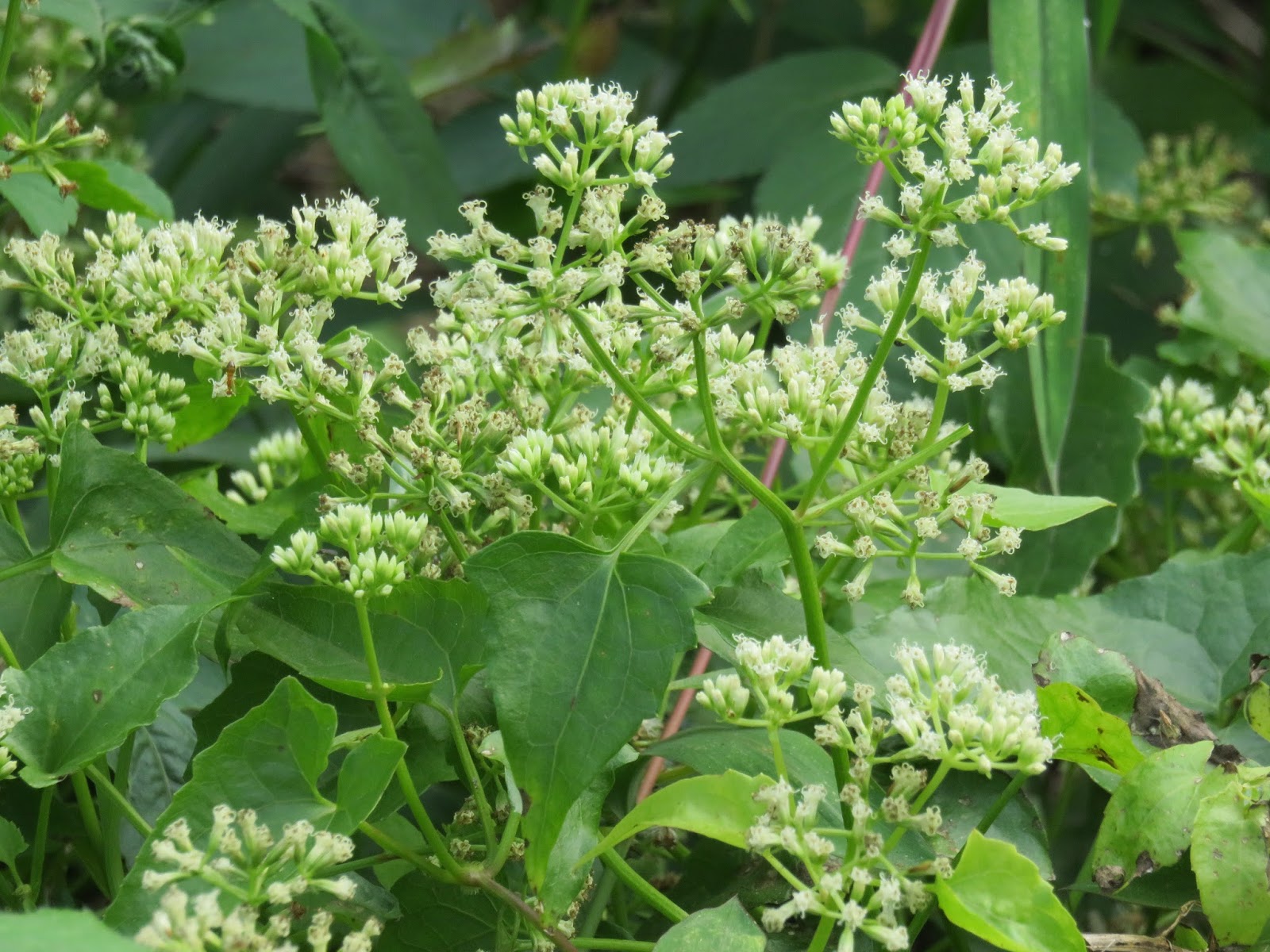 图为薇甘菊,现已广泛传播到亚洲热带地区,成为当今世界热带,亚热带