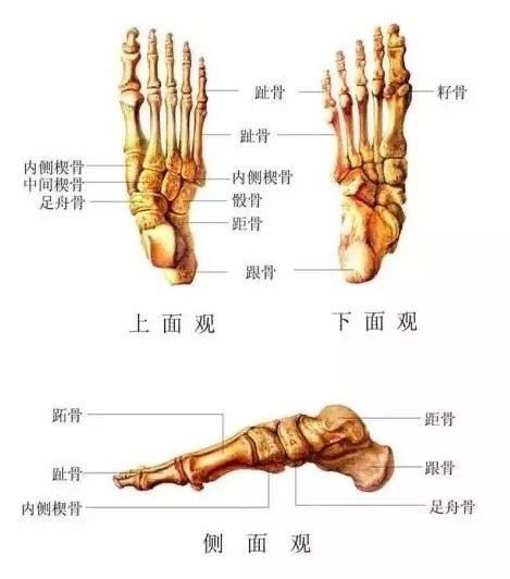 大母脚趾结构图片