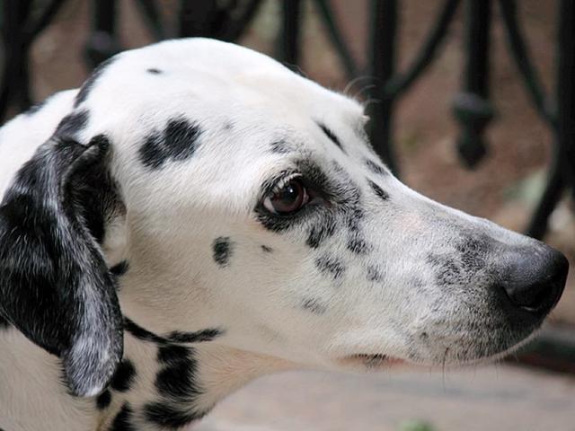 爱犬离世后主人每日悲伤,看到流浪狗耳朵图案后说:它回来找我了