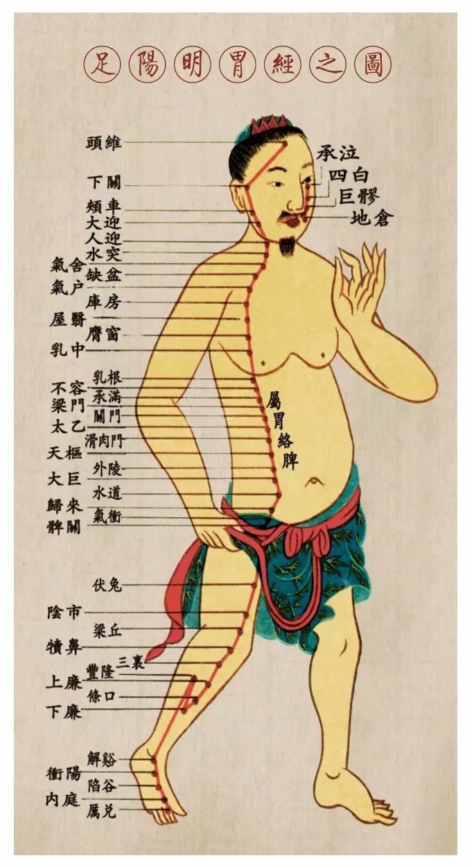 胃经,清胃,胃的位置_大山谷图库