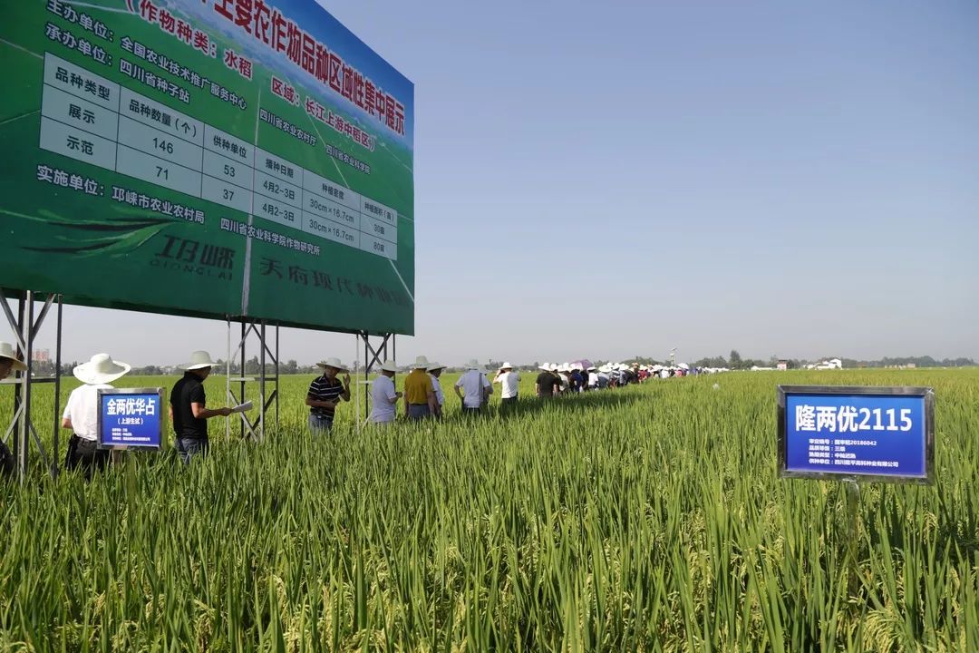 廣泛推廣 進一步豐富了川種水稻的品種 8月16日, 