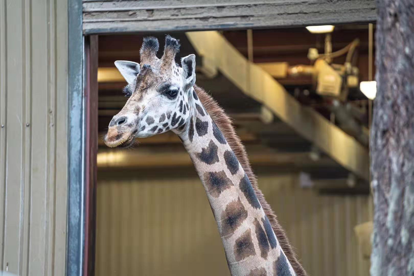 西雅图林地公园动物园woodland park zoo