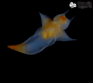 俄罗斯渔夫捞出4000多条深海怪鱼画风诡异简直太太太太太魔性了