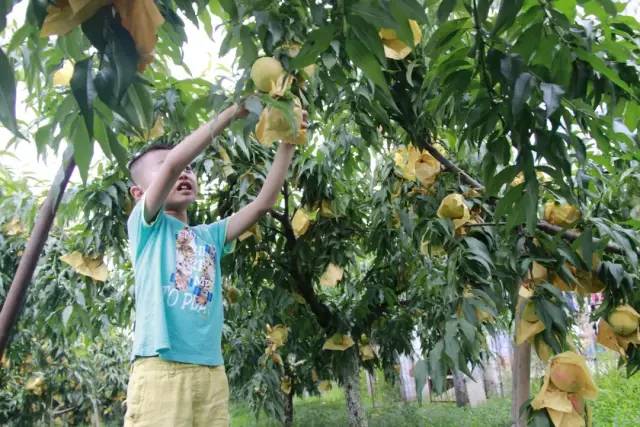 特大优惠维刚黄桃75折了满10斤还送1斤
