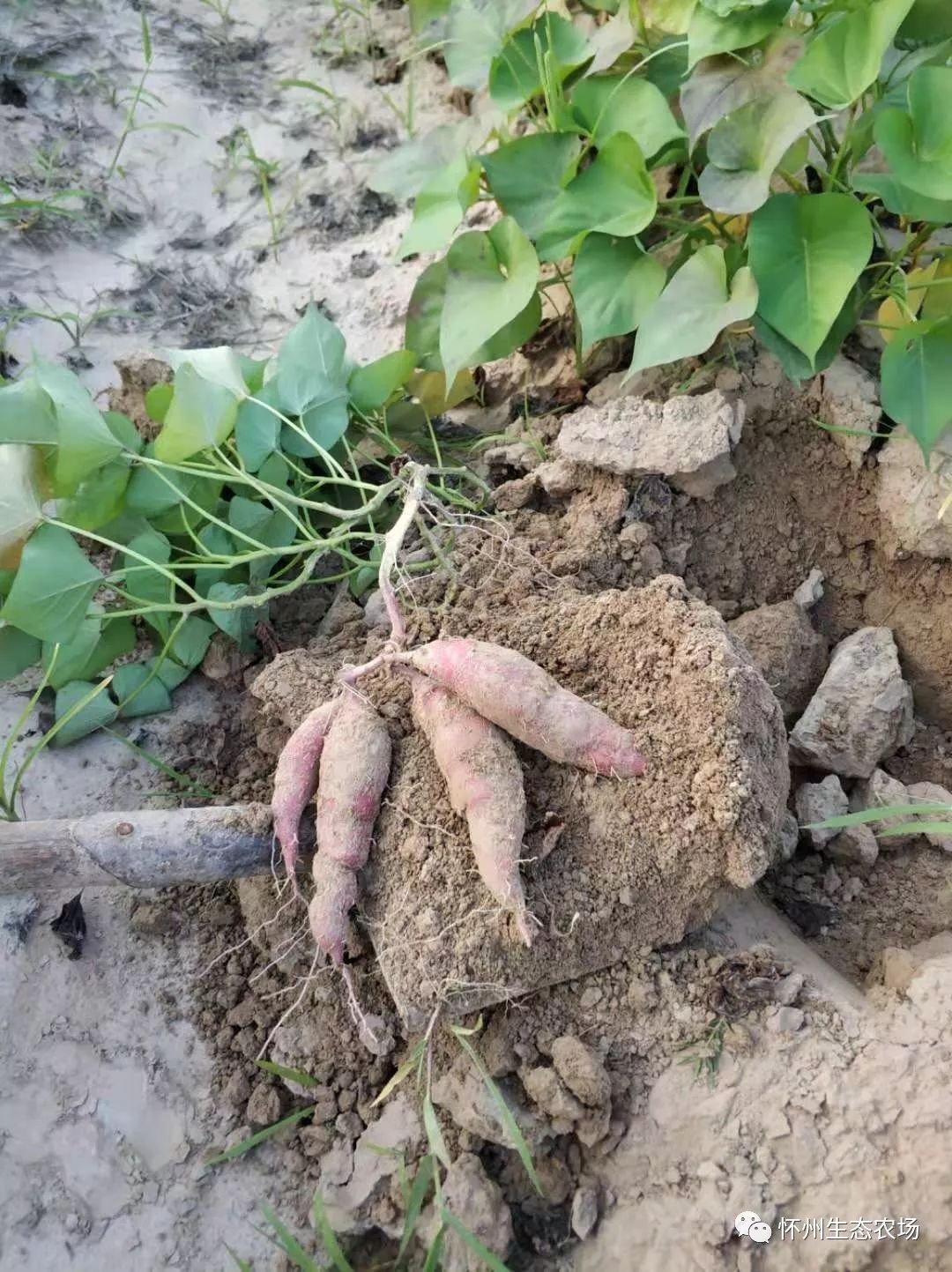 红薯模样(秋耕日记:8月11日~17日)