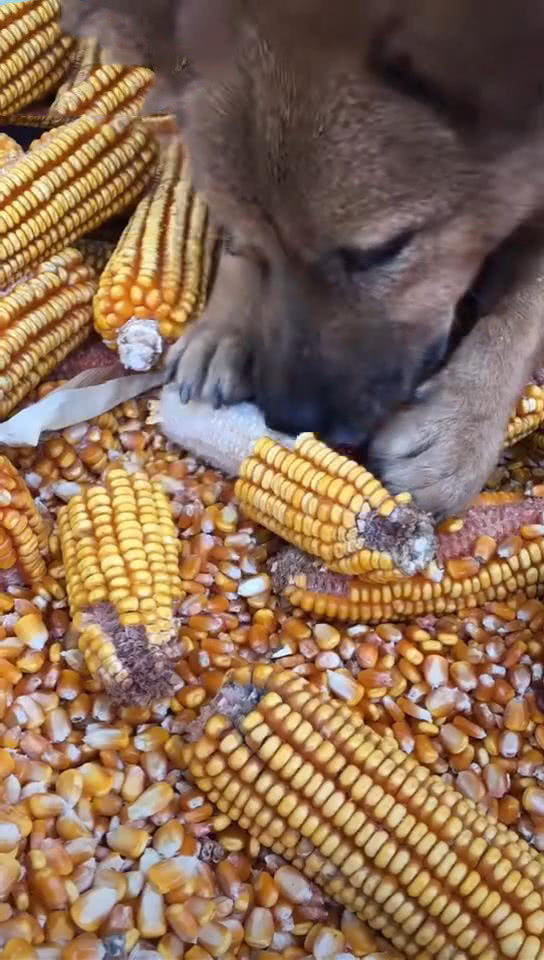 狗趴在玉米堆上男子觉得不对看清楚后笑了网友土狗就是棒