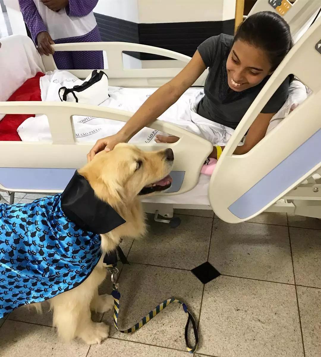 住院还能撸狗这家疗养院的陪护全是大金毛实名制羡慕
