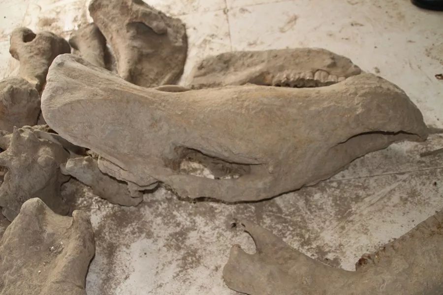 体长逾5米,身高近2米._犀牛