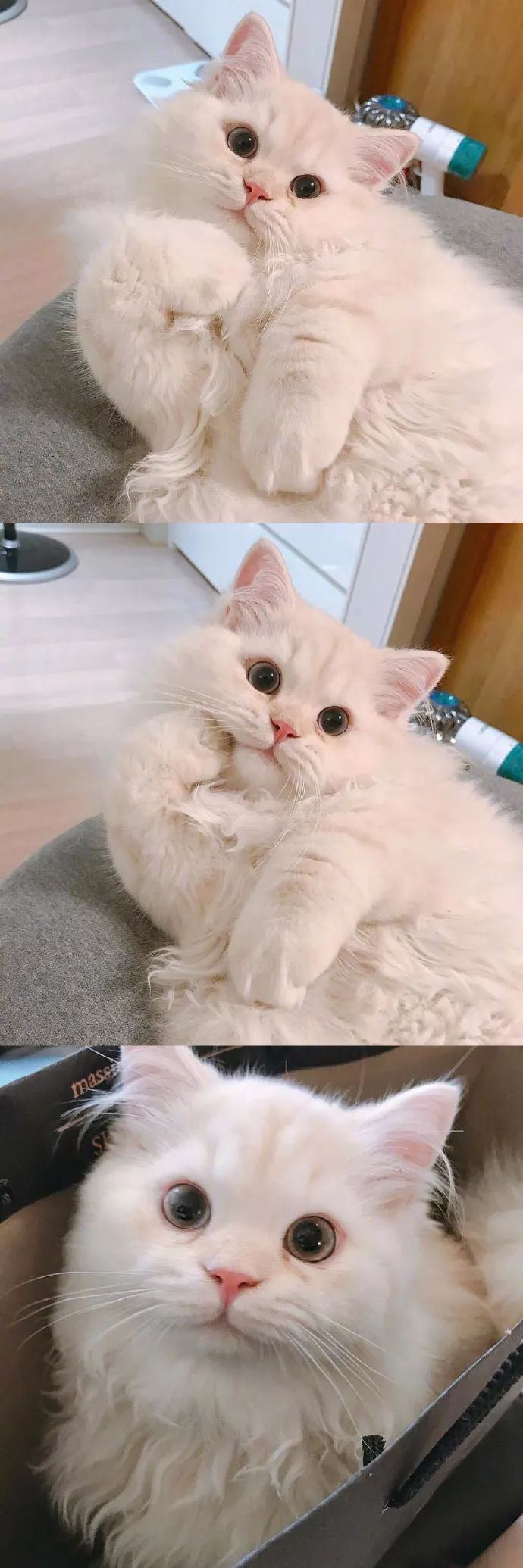 今日份萌猫分享,相信自己会有猫的!