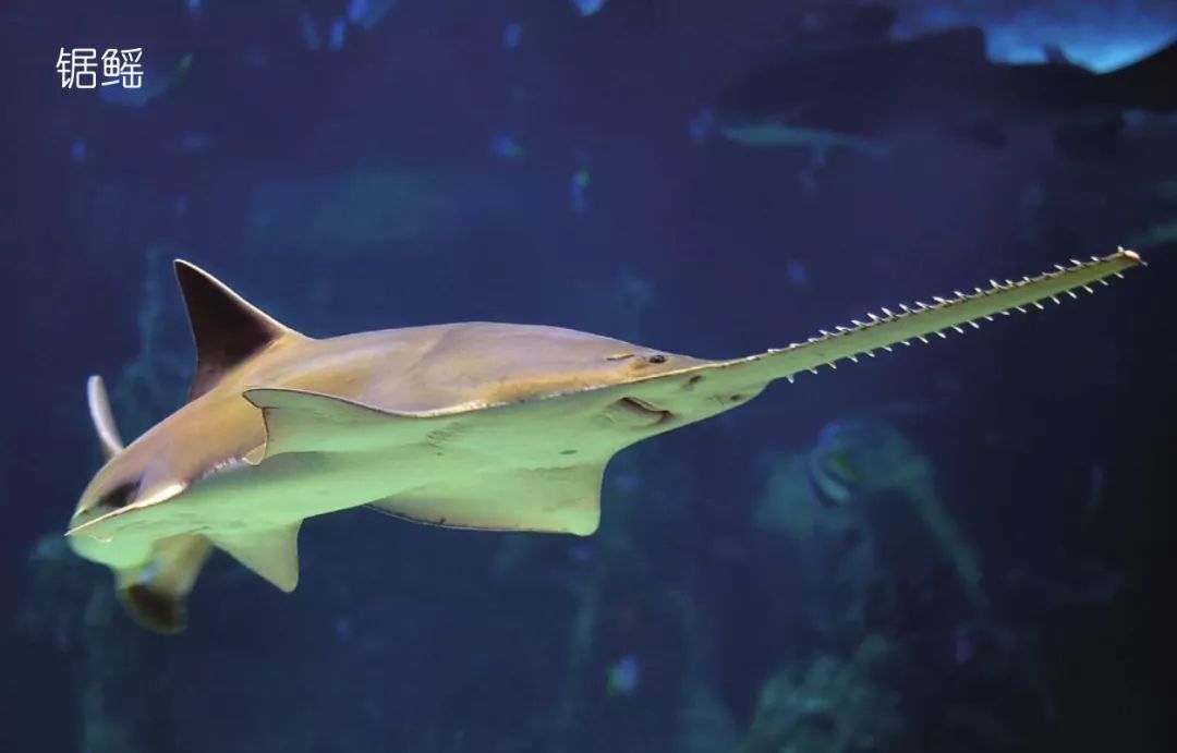 寻找真实的海怪_角鲸