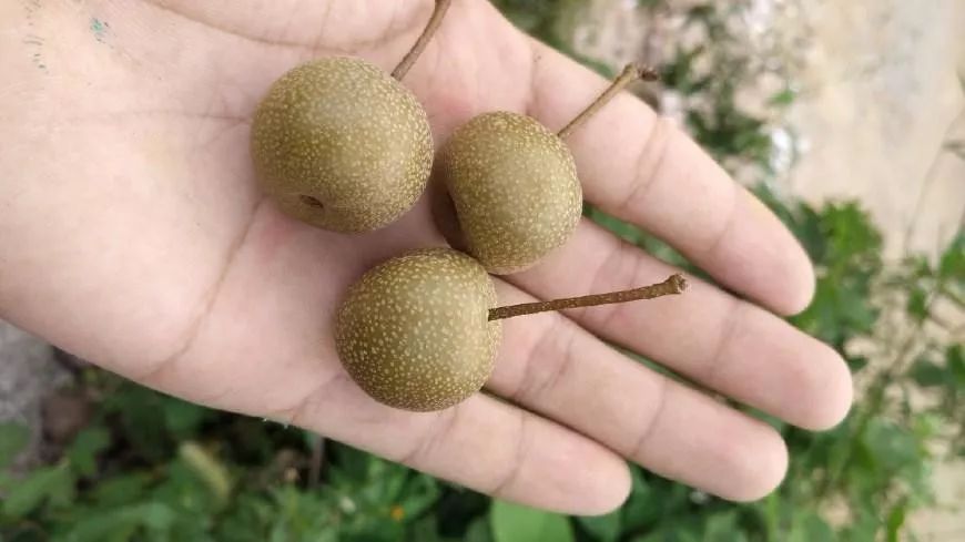 政治引领我国完成世界首个野生梨基因组图谱组装