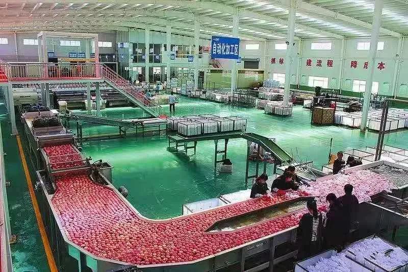 农资服务,冷链运输,苹果深加工,市场营销为一体的苹果全产业链企业