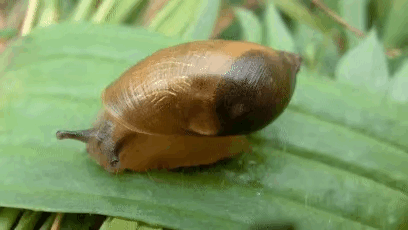 "丧尸"蜗牛来袭 你准备好捂住眼睛了吗?_寄生虫