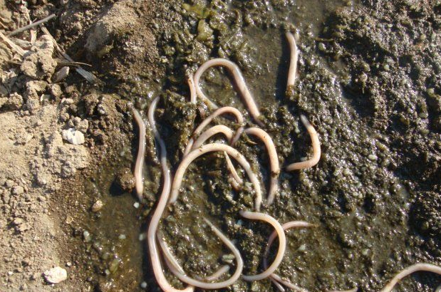 它最大的天敌便是扁头泥蜂,它们会在樟脑的脑子里