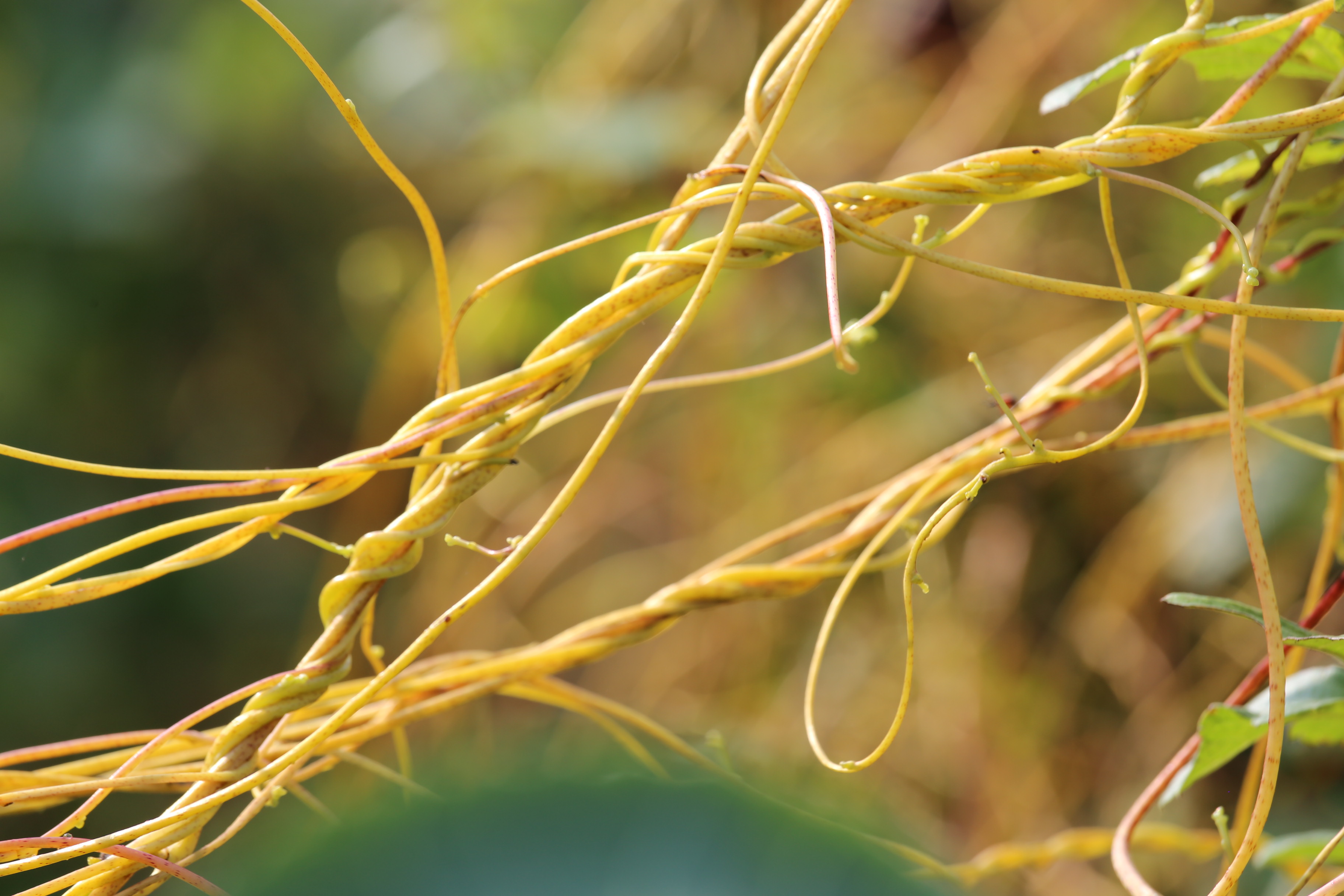 湖北宜都害人益人无娘藤采回家是良药留着它是草害