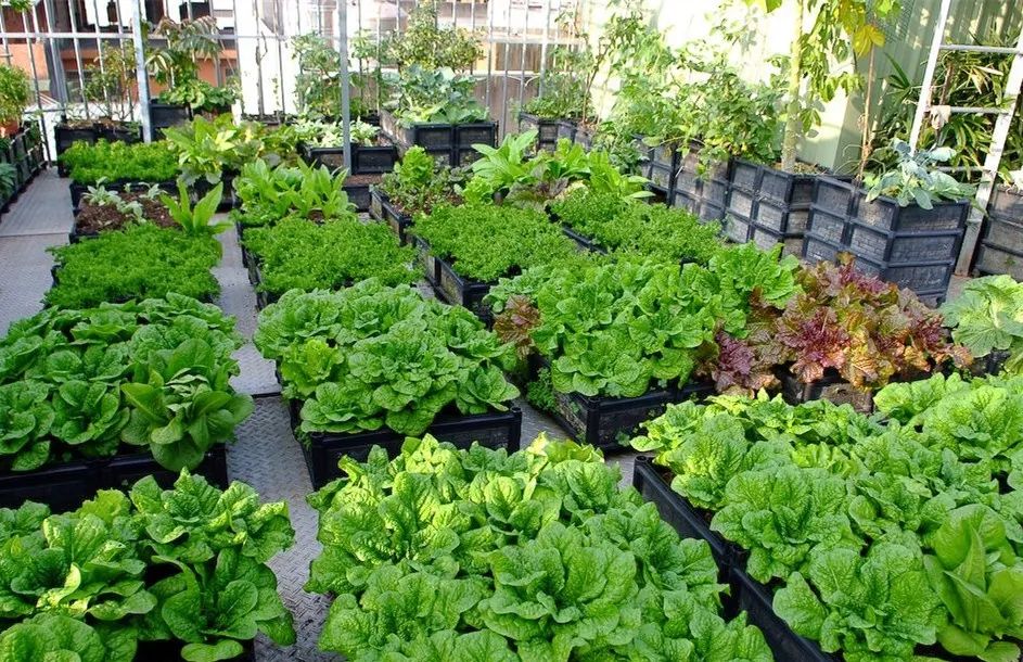 悦读小小的菜园装满了童年最美的记忆