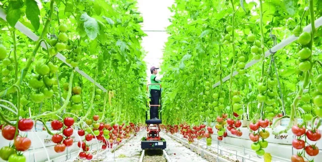 弹丸小国荷兰成为世界农业大国的秘密