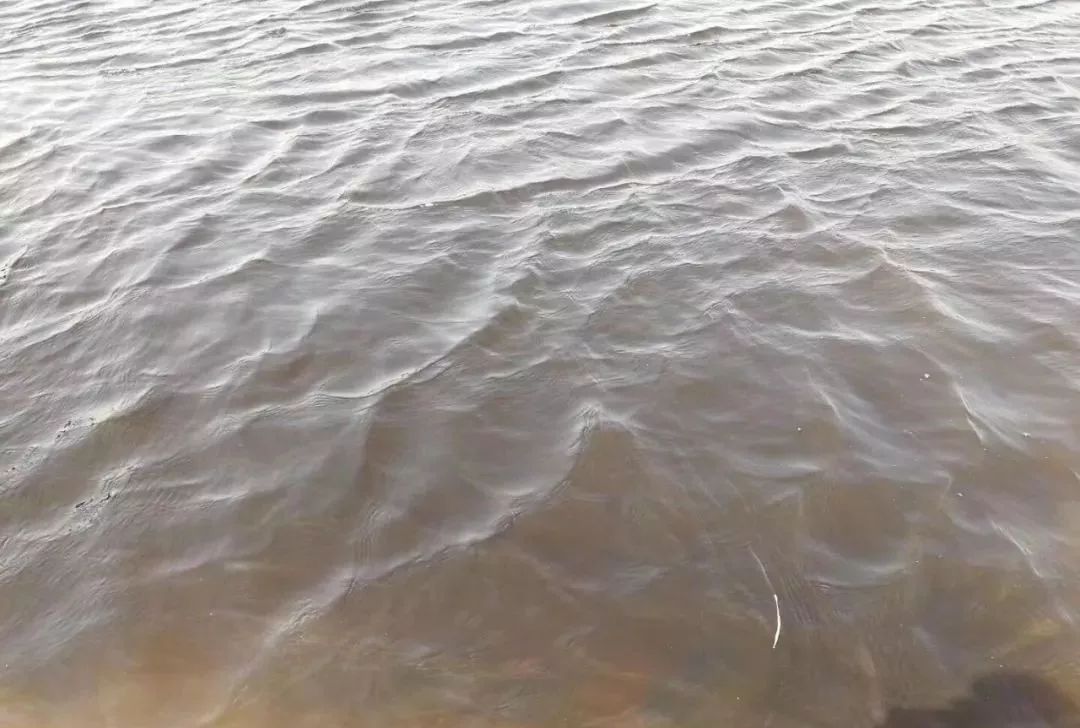 主要以硅藻类为主3,茶褐色也是主要以绿藻类为主,这种水质常以小球藻