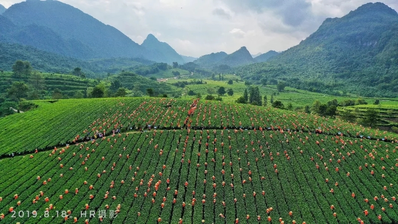 中国红茶之乡英德图片