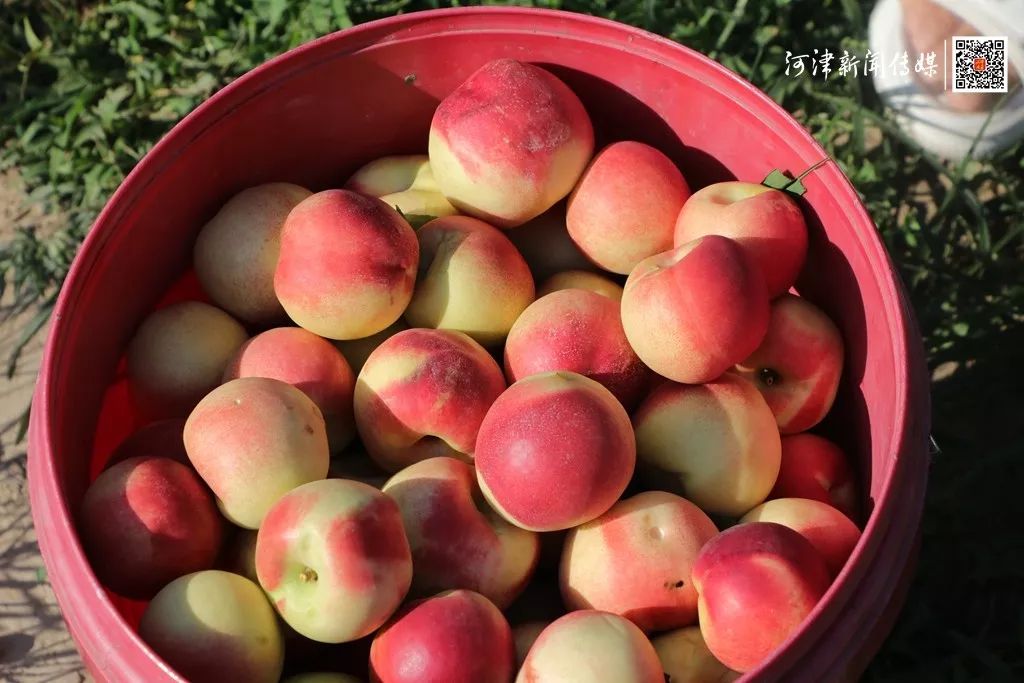 河津马家庄村枣油桃成为果农致富黄金果