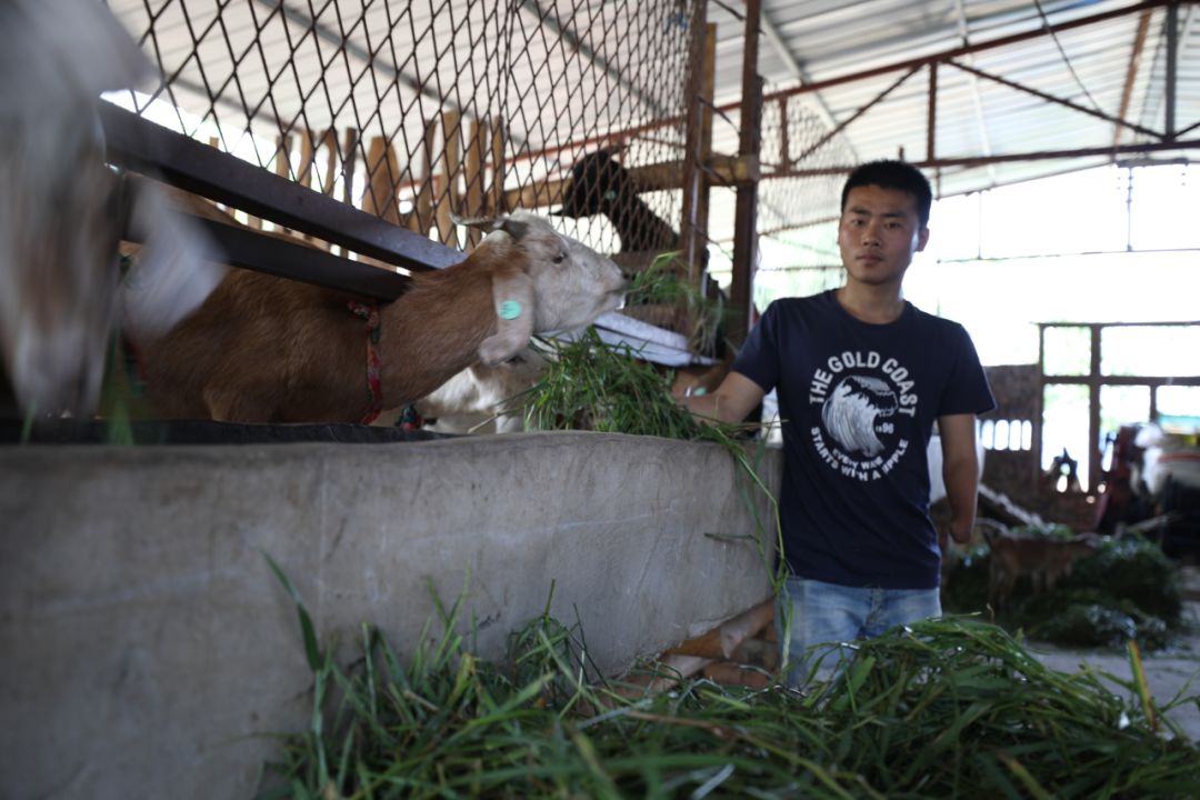 阆中农村28岁独臂小伙养羊走出一条致富路