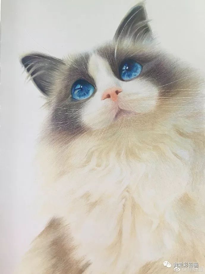 彩铅手绘一起来画猫吧