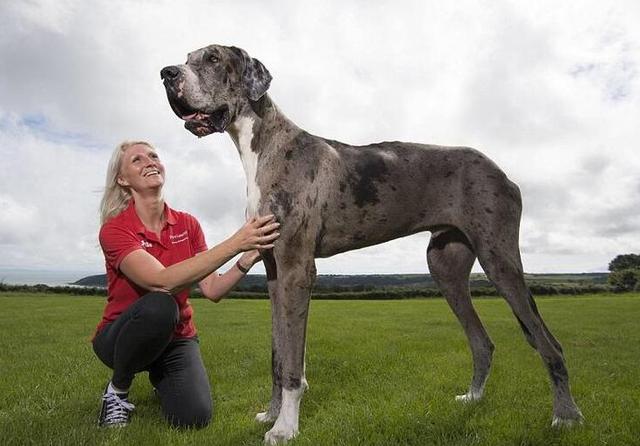 原創盤點腿最長的5種狗狗中國出名獵犬上榜