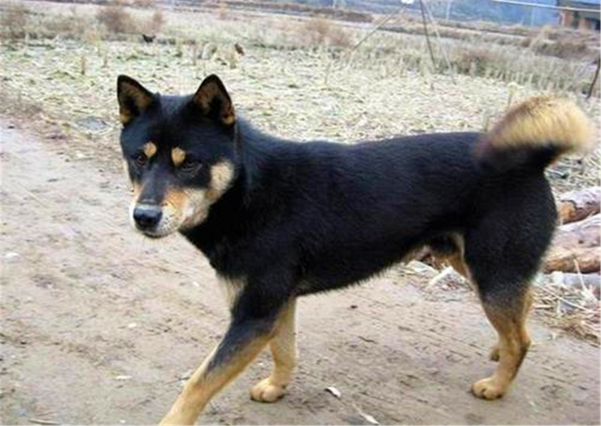 农民喜得四眼狗后,亲戚出高价求购也被拒绝