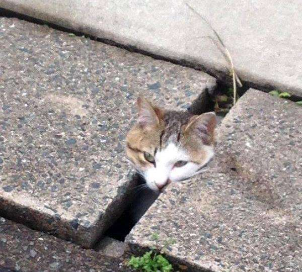 橘猫趁主人不在家偷偷"越狱",不料卡在围墙被困住,委屈死了