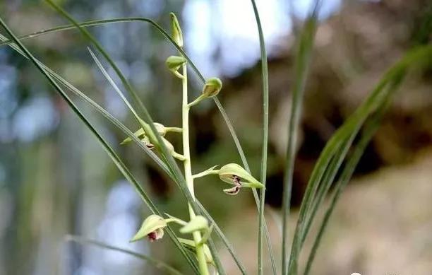 原创秋季兰花分苗杀菌很重要注意这几种杀菌效果截然不同