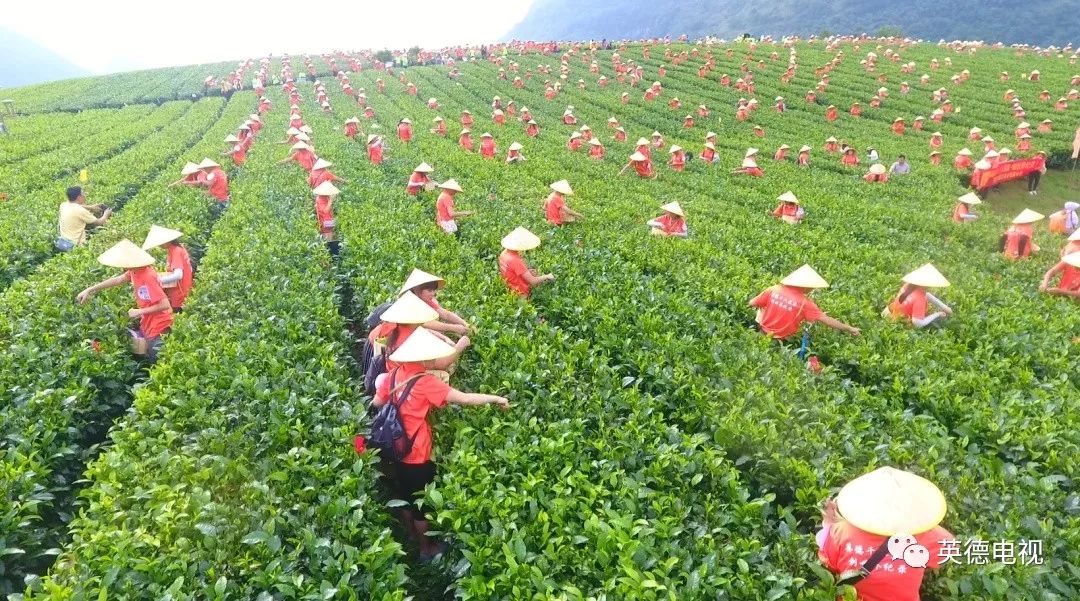 1128人同時採茶一項新的世界紀錄在英德積慶裡紅茶谷誕生