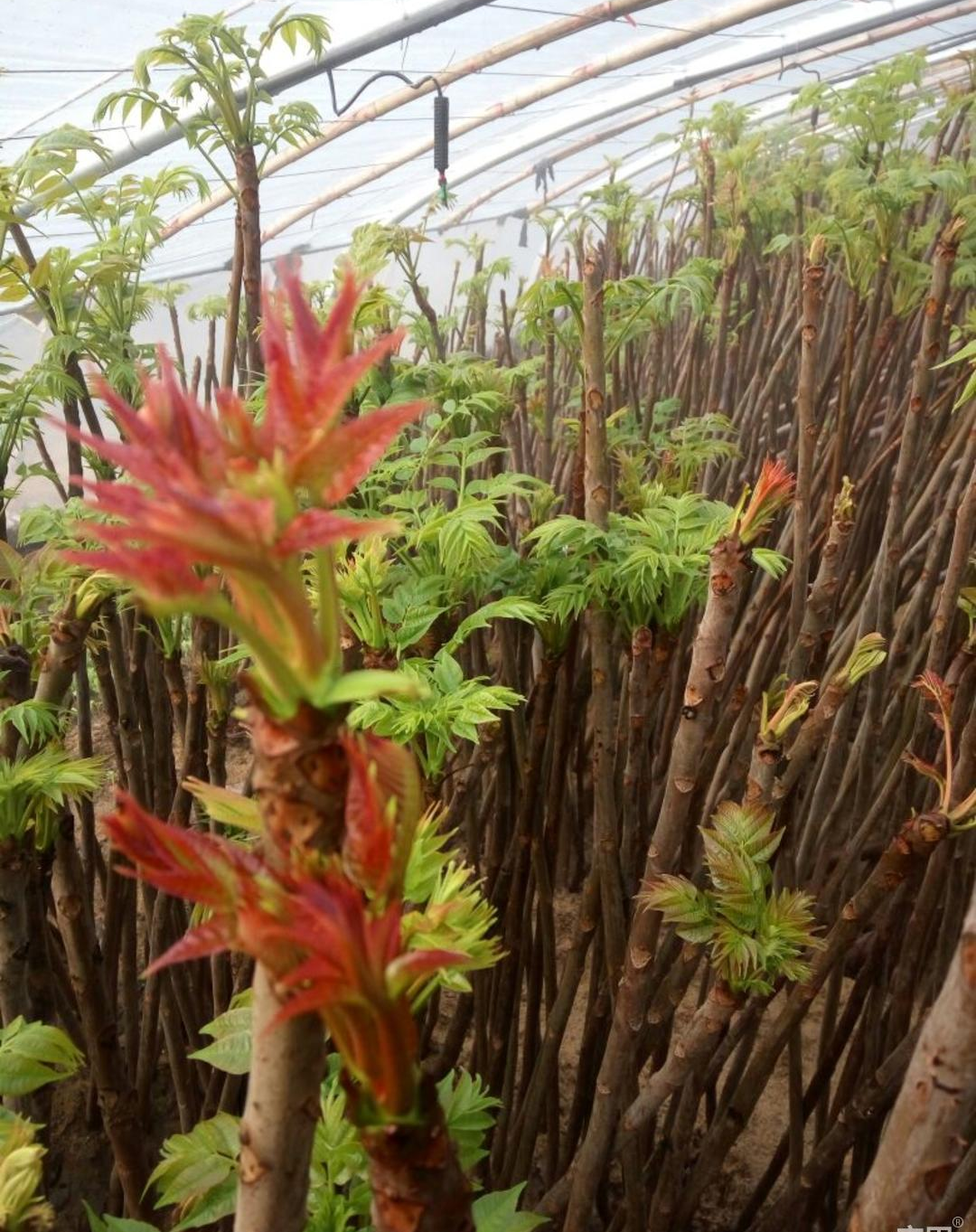 露天香椿种植技术图片