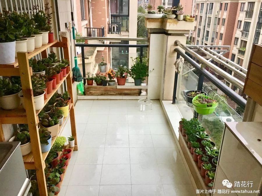 养花将是我的终身事业花开半夏记录美丽时光活动阳台组