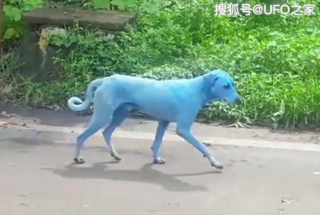 蓝色的狗存在吗图片