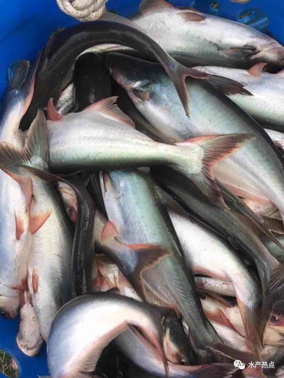 才一年就跌落神坛业内一度看好的这条鱼为何突然悄无声息