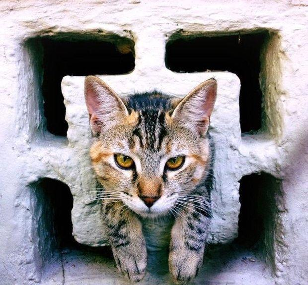 橘猫趁主人不在家偷偷"越狱",不料卡在围墙被困住,委屈死了