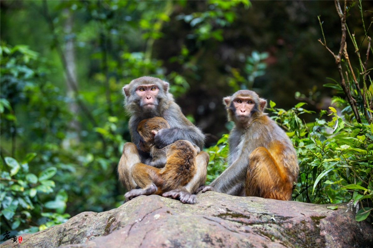 原创重庆江津这个地方野生猴群聚集猴比人多游客就像猩球大战