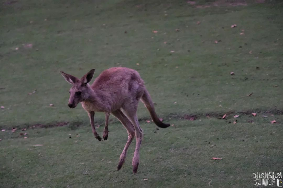 實探風靡亞洲的夜間野生動物園國內第①家