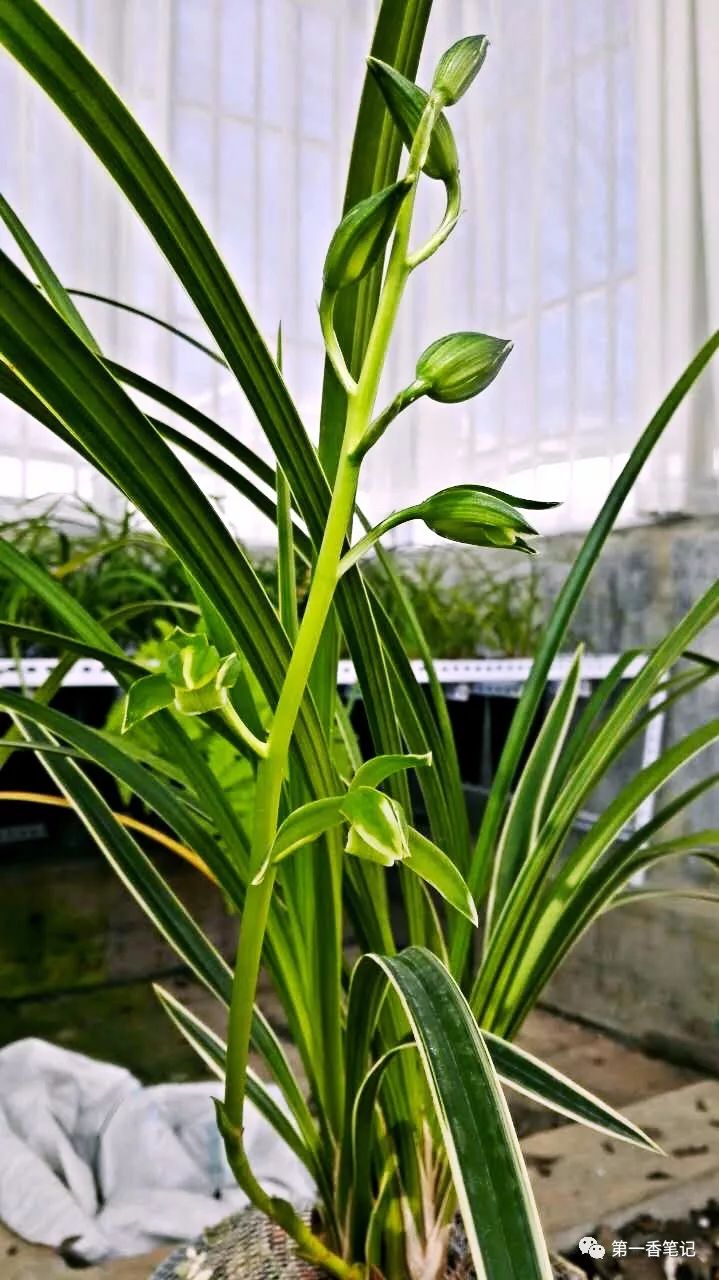 478正在兴起中的绿兰