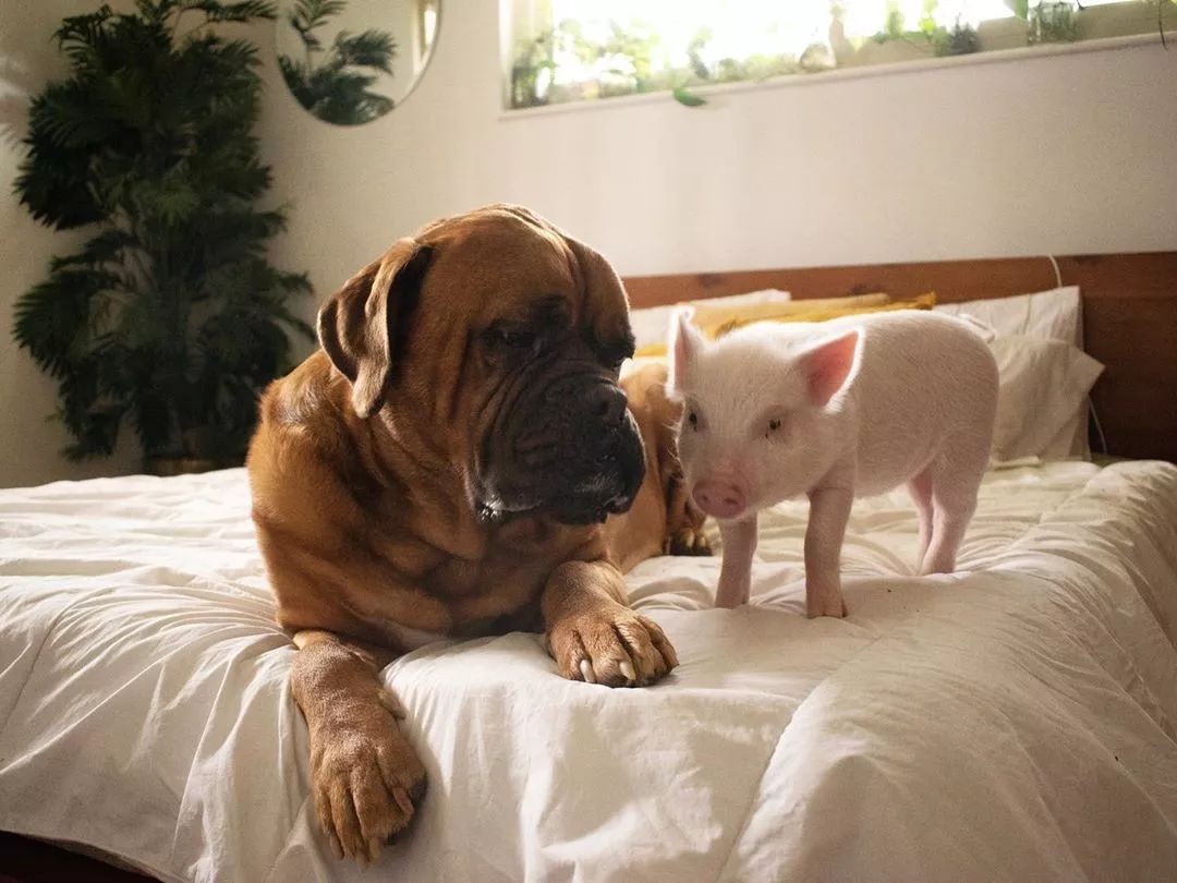 猪和狗合体的图片图片