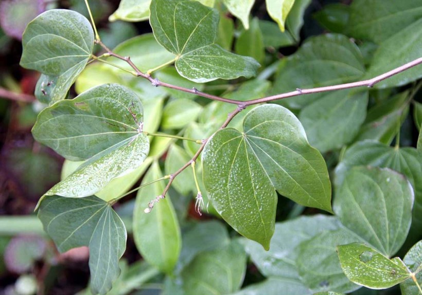 原创9月开始运势直线上升坐拥金山银山人生很精彩的属相