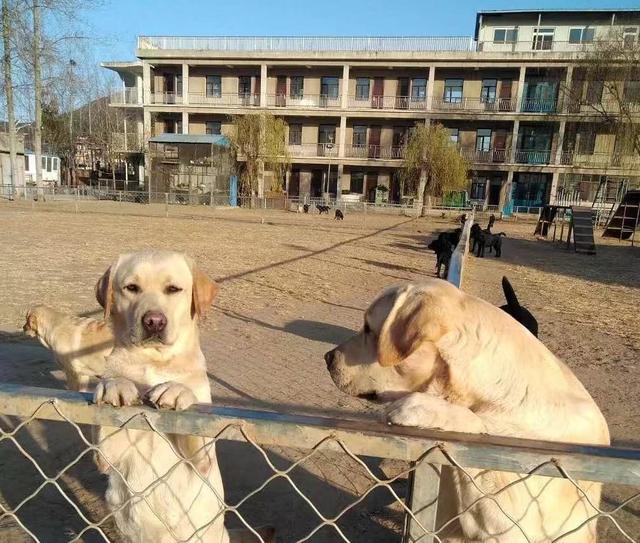 犬舍环境复杂,养狗请先了解清楚
