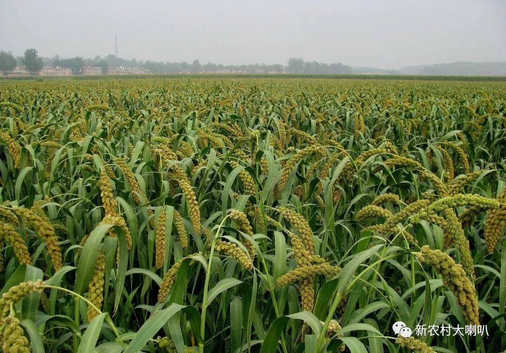 谷子穗期管理做好水肥管理