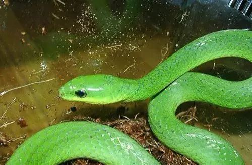 罗平一微友森林公园散步偶遇小青._青蛇