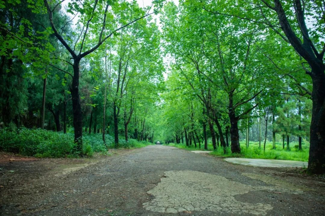 雲南紅色旅遊去哪裡？昆明周邊1小時達的遊玩地，已經安排明白 旅遊 第17張