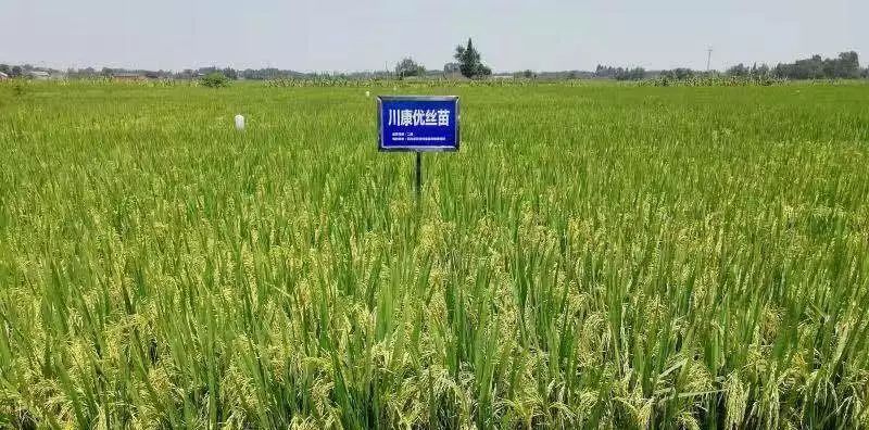 天府现代种业园杂交水稻新品种川康优丝苗发布西南品种产权交易及成果