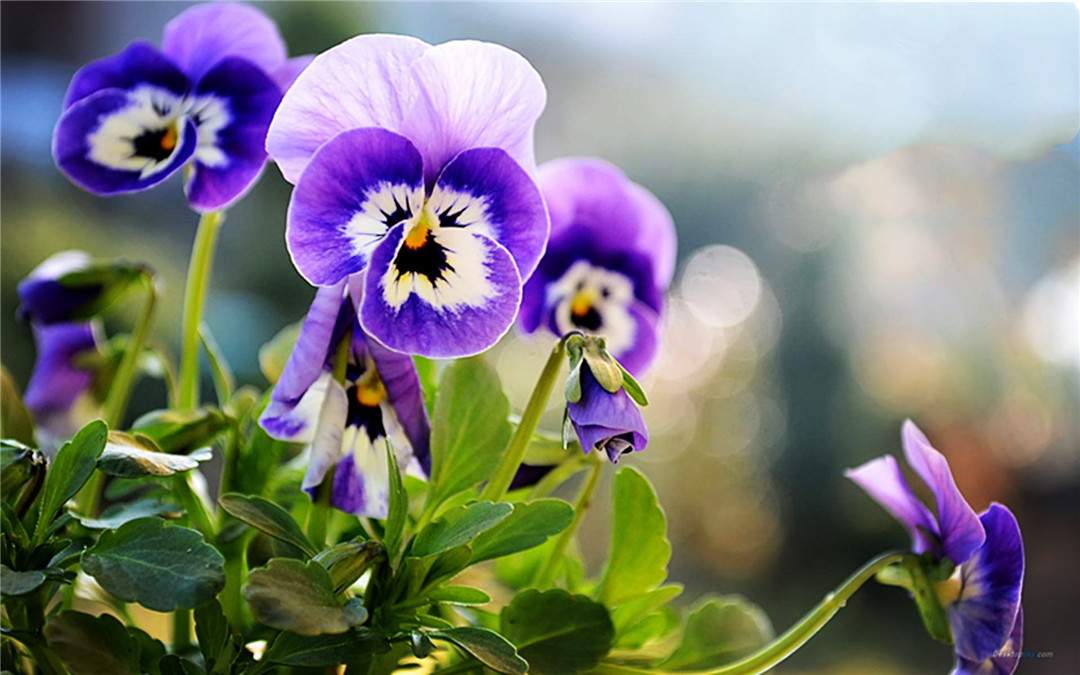 世界上最呆萌可爱的花 像小花猫扮鬼脸 为何花瓣都有三种颜色 三色堇