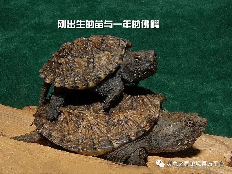 北美小鳄龟vs佛鳄龟