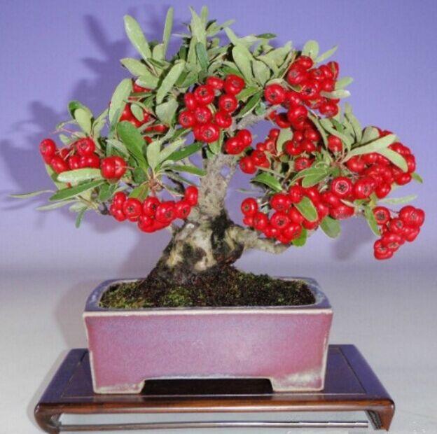 山上挖棵树桩埋在盆里当盆景结出红果子真耐看