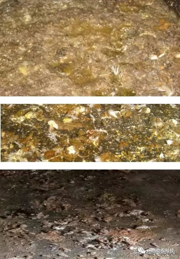 鸡粪稀拉臭味大苍蝇多快速解决种蛋鸡场灭蝇除臭保健方案